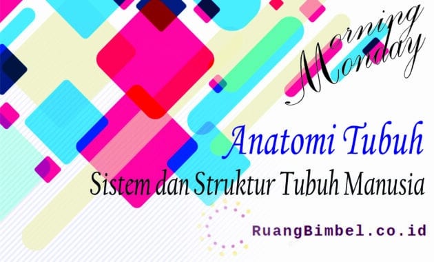 Anatomi Tubuh Mengenal Semua Sistem Dan Strukturnya