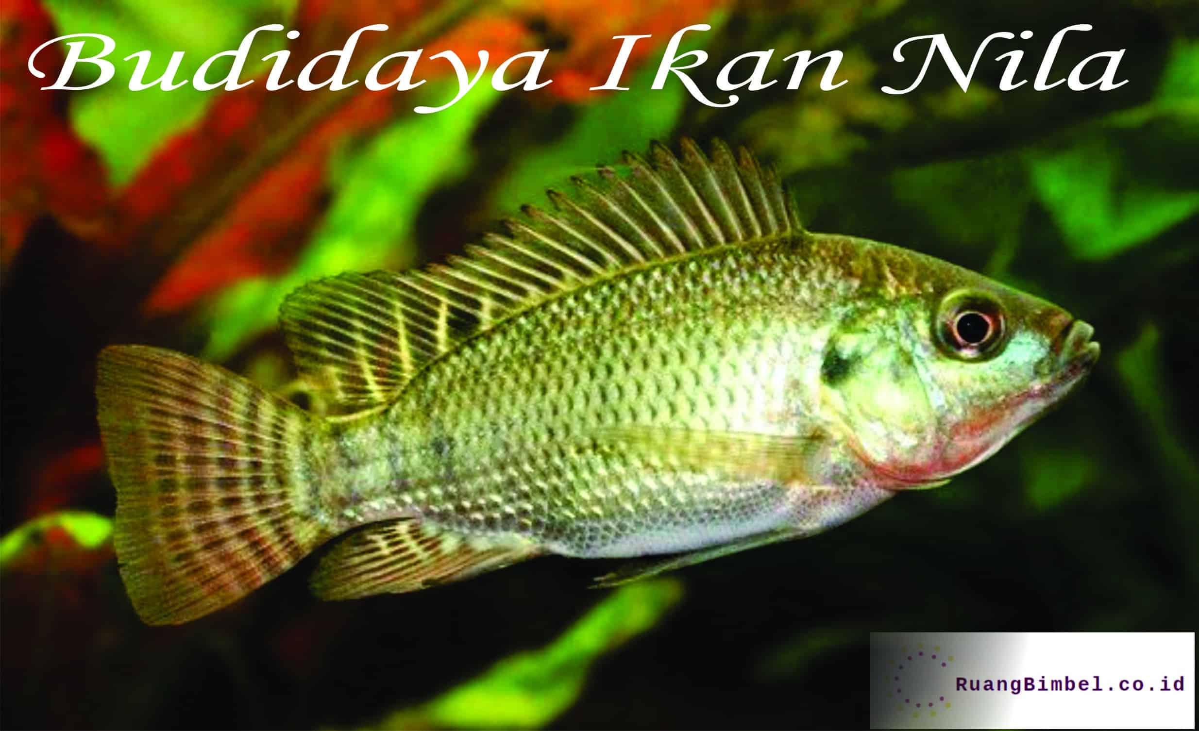 Budidaya Ikan Nila Ruangbimbel Co Id