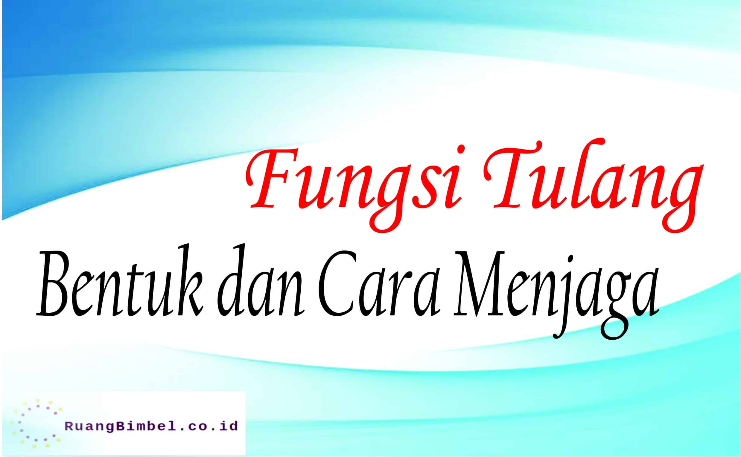 fungsi tulang