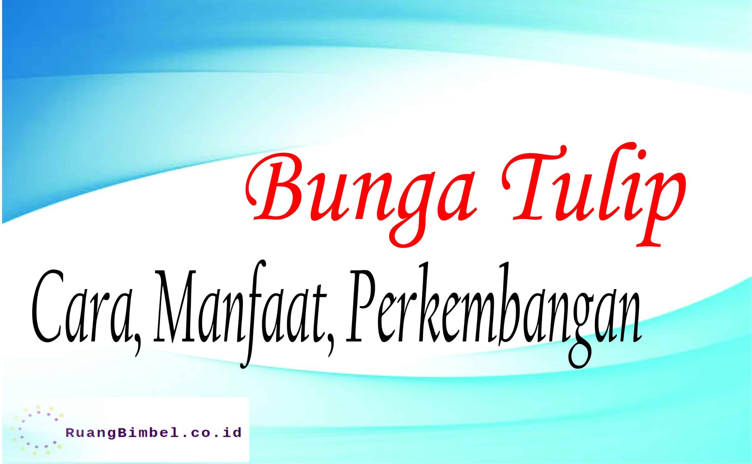  Bunga  Tulip  Cara  Manfaat Perkembangannya RuangBimbel 