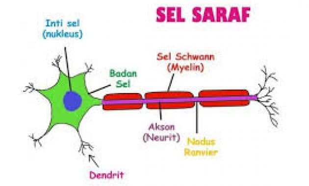 Hasil gambar untuk sel saraf