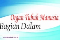 organ tubuh manusia bagian dalam