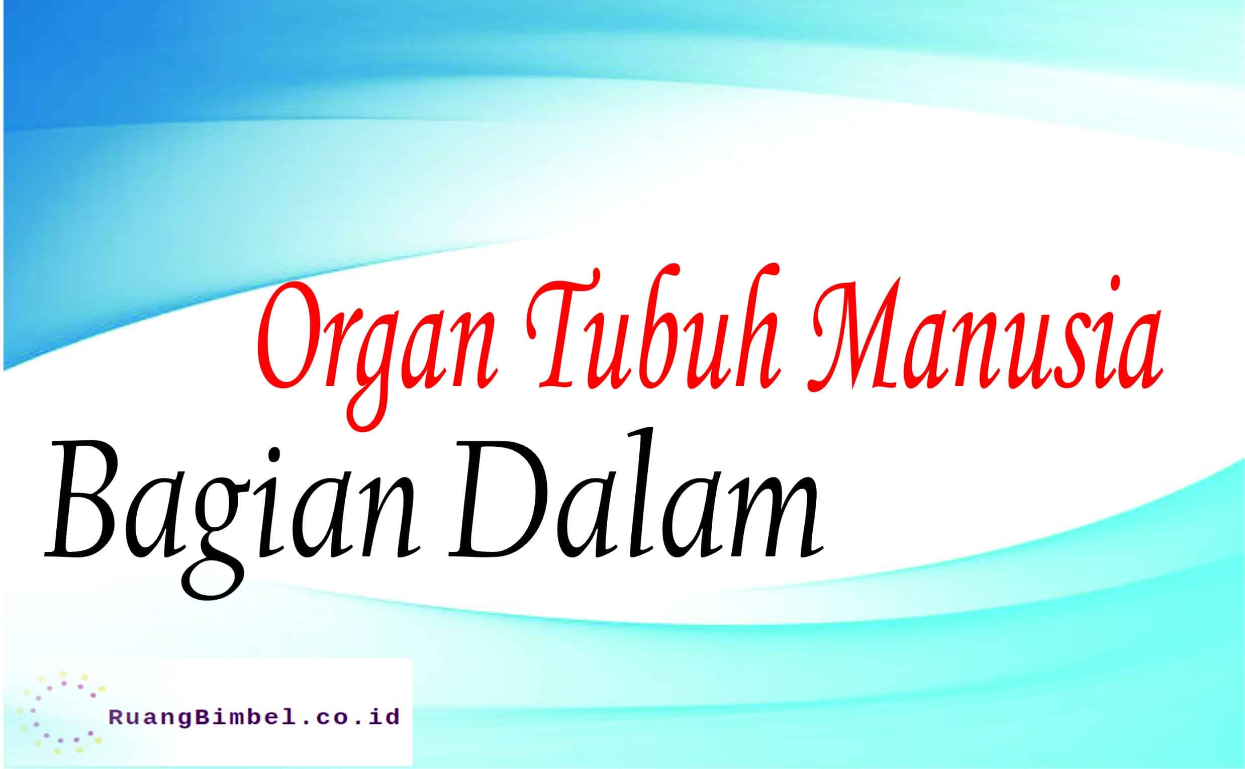 Organ Tubuh Manusia Bagian Dalam dan Penjelasannya