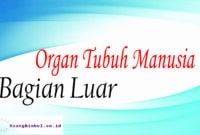 organ tubuh manusia bagian luar