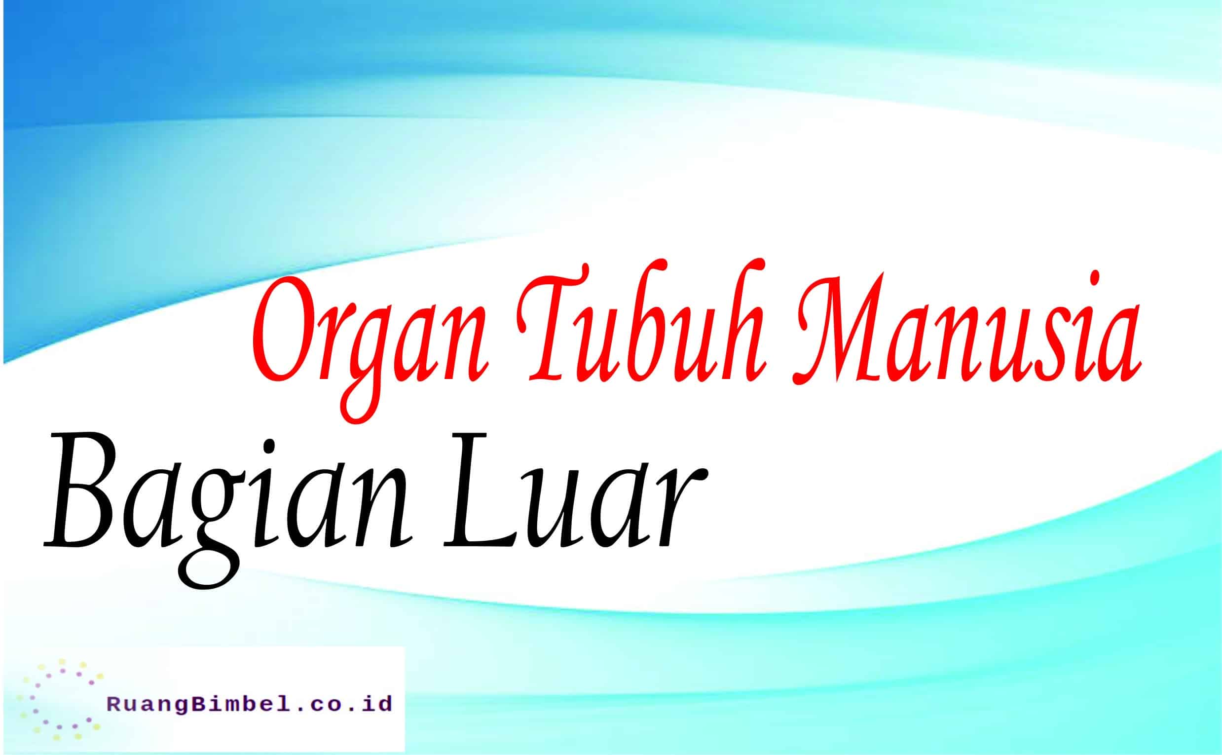 organ tubuh manusia bagian luar