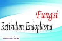 fungsi retikulum endoplasma