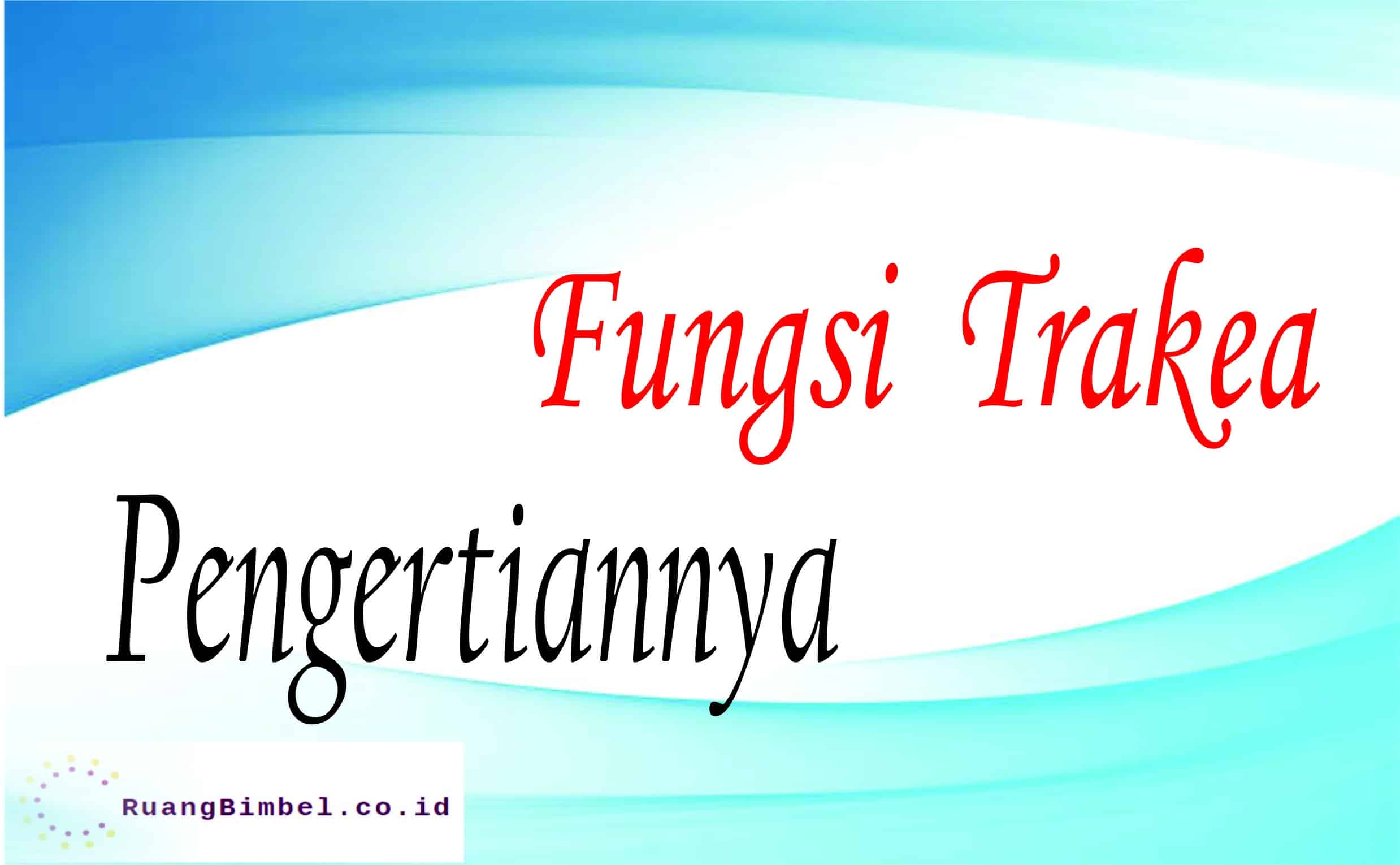 fungsi trakea