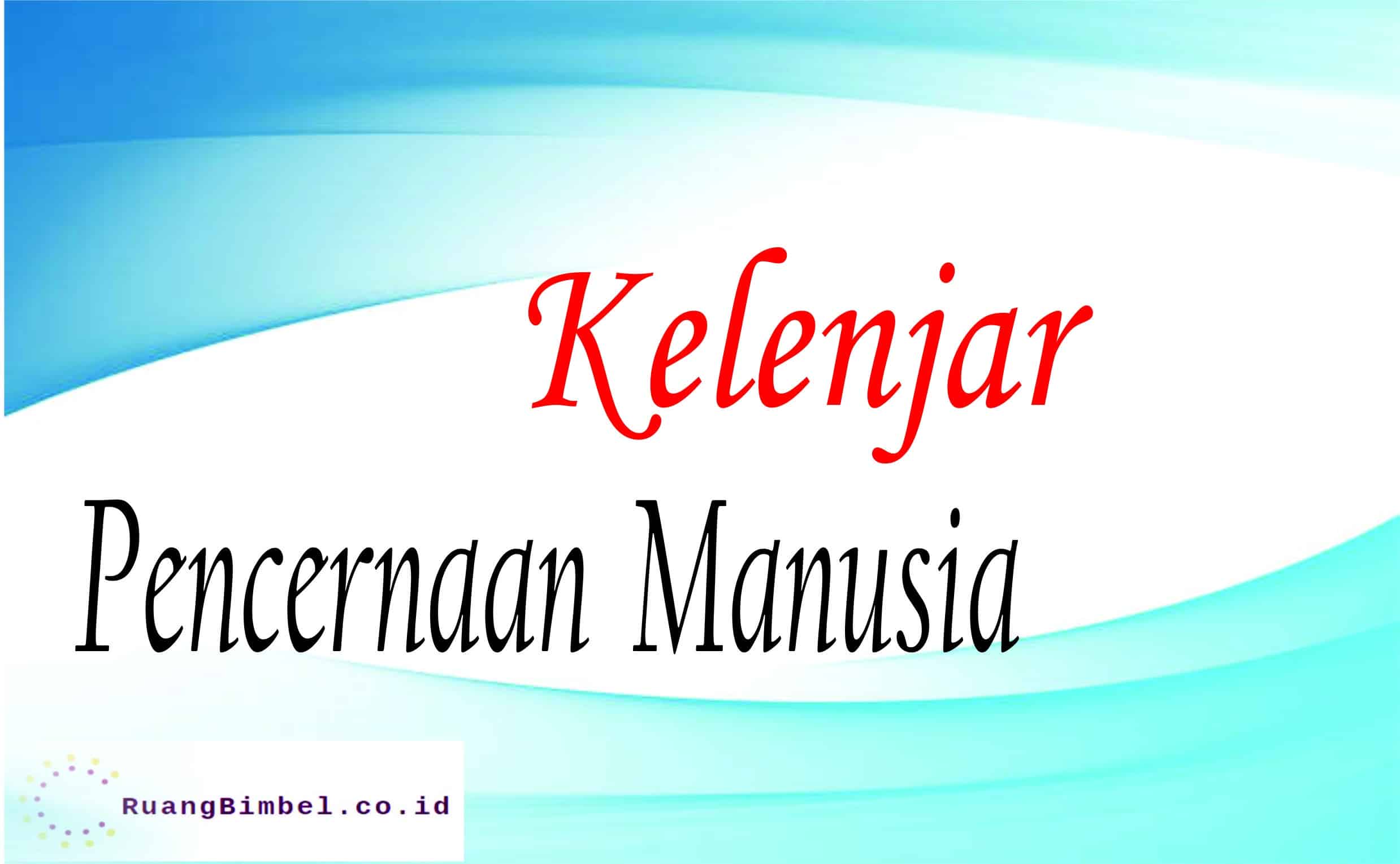 kelenjar pencernaan manusia