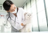 Manfaat Steril Kucing