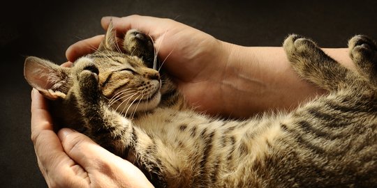 Menghindari Dampak Buruk: Pentingnya Sterilisasi pada Kucing Peliharaan