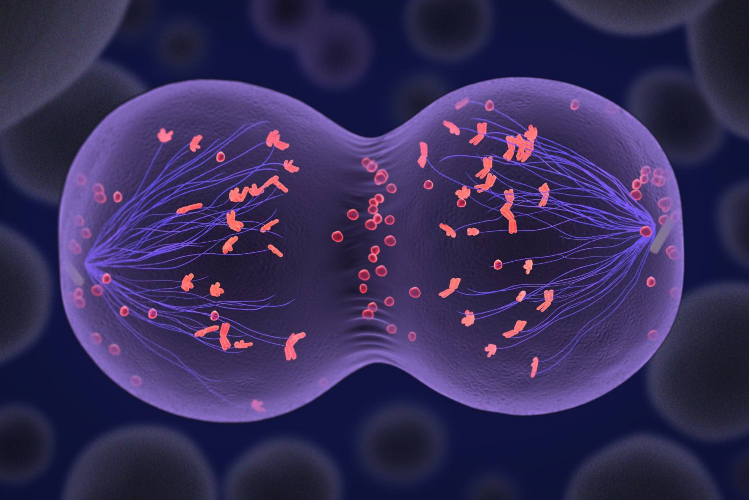 Apa Itu Meiosis