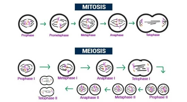 Pembelahan Meiosis: Proses Penting dalam Pewarisan Genetik