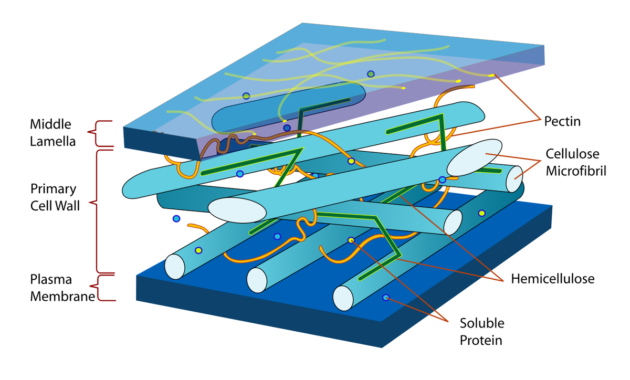 Pengertian Dinding Sel: Menjelajahi Struktur Pelindung Hidupan Mikroskopis