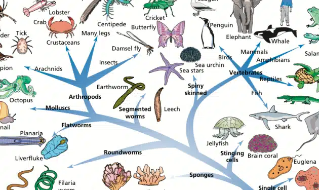Melacak Jejak Kehidupan: Tujuan Klasifikasi Makhluk Hidup