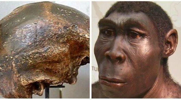 Jejak Manusia Purba di Indonesia: Sejarah Homo Soloensis