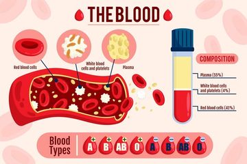 Melacak Peran Vital Sel Darah Merah dalam Aliran Darah Manusia