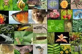 Dampak Positif Keanekaragaman Spesies terhadap Lingkungan dan Manusia