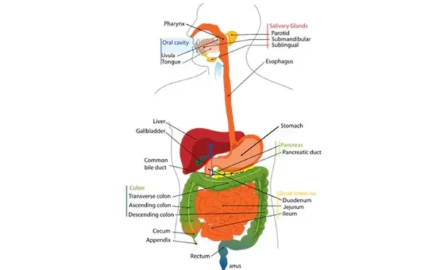 Memahami Anatomi Sistem Pencernaan Manusia: Fondasi Proses Penting dalam Tubuh Manusia
