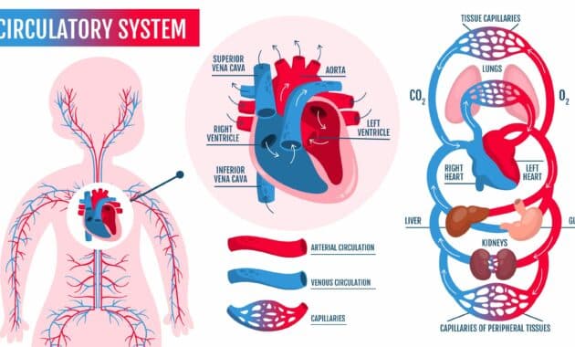 Membahas Regulasi Tekanan Darah dan Deteksi Perubahan dalam Tubuh Manusia