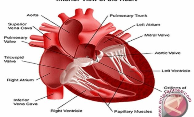 Mengenal Bagian-bagian Jantung: Pusat Vital dalam Sistem Peredaran Darah Manusia