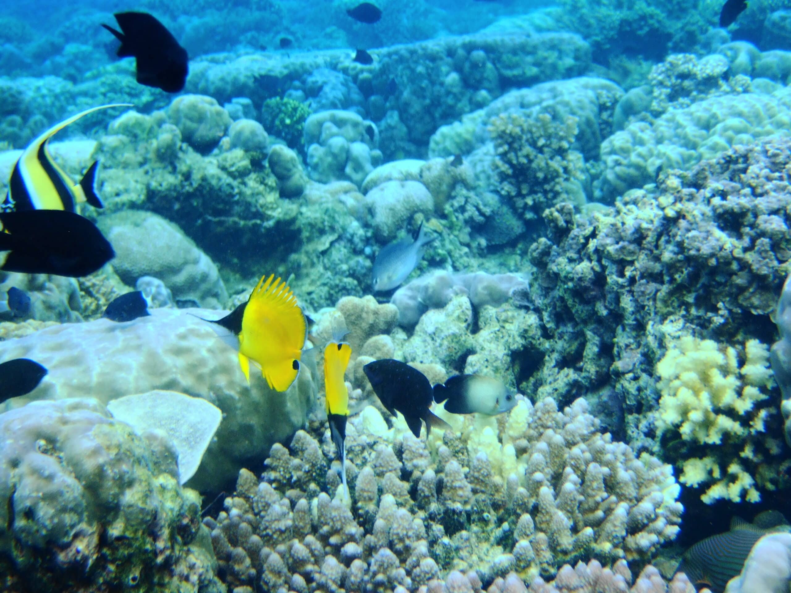 Lingkungan dan Habitat