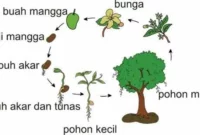 Siklus Hidup Tumbuhan