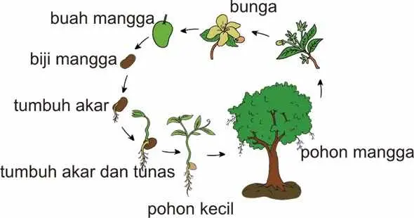 Siklus Hidup Tumbuhan