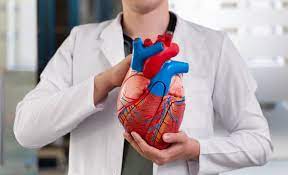 Hubungan Jantung dengan Sistem Peredaran Darah: Mesin Utama Tubuh Manusia