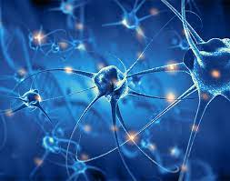 Peran Otak dalam Mengatur Tubuh: Keseimbangan Antara Fisik dan Mental