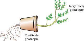 Signifikansi Gerak pada Tumbuhan: Peran Penting dalam Pertumbuhan dan Reproduksi