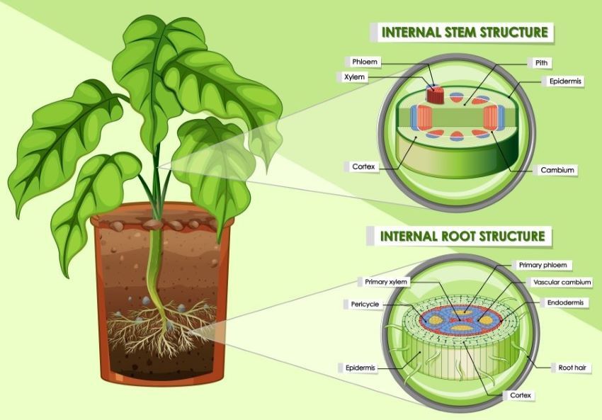 Struktur Dan Fungsi Tumbuhan