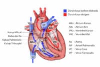 Struktur dan Fungsi Jantung