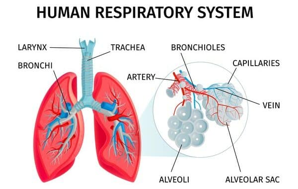 Mekanisme Canggih: Proses Pertukaran Gas di Dalam Paru-paru Manusia