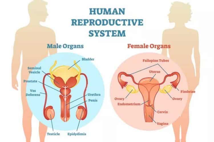 sistem reproduksi manusia