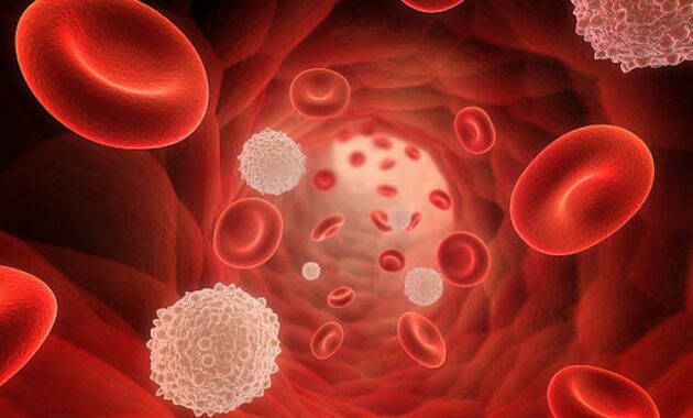 Peran Vital Sel Darah dalam Tubuh Manusia: Fondasi Kesehatan dan Kesejahteraan