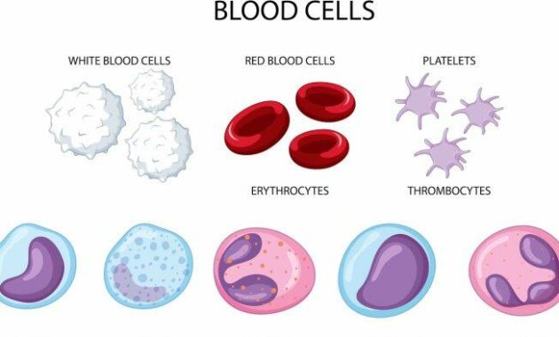Pembentukan Sel Darah Merah: Proses Vital dalam Tubuh Manusia