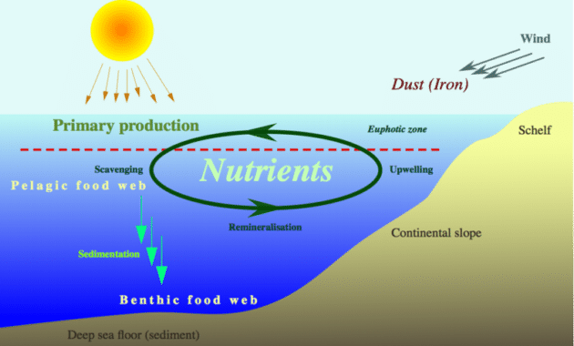 Peran Produsen, Konsumen, dan Pelapuk sebagai Siklus Nutrisi dalam Ekosistem Lingkungan