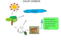 siklus karbon dalam ekosistem