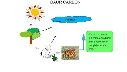 siklus karbon dalam ekosistem