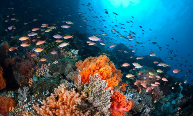Ancaman Terhadap Lingkungan Laut: Memahami Kerentanan dan Perlindungan Ekosistem Laut