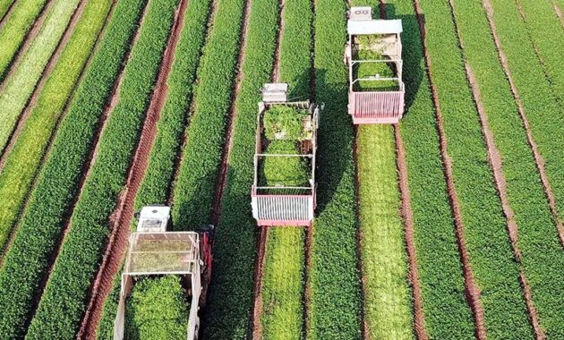 Mengimplementasikan Pertanian Organik: Langkah-langkah Menuju Pertanian yang Berkelanjutan