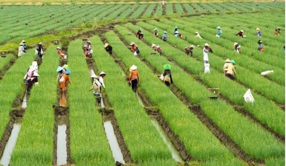 Manfaat Pertanian Berkelanjutan: Meningkatkan Kesejahteraan Manusia dan Bumi