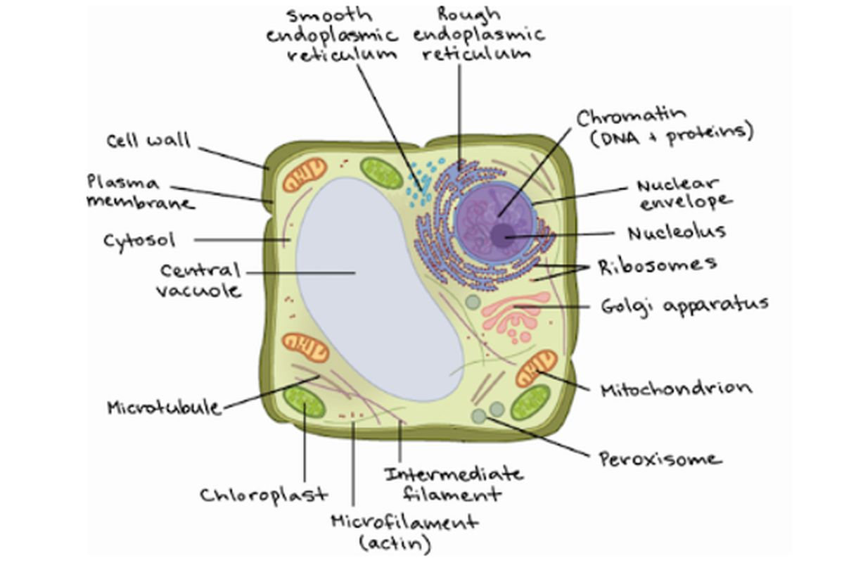 fungsi organ sel