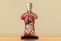 Sistem Organ utama