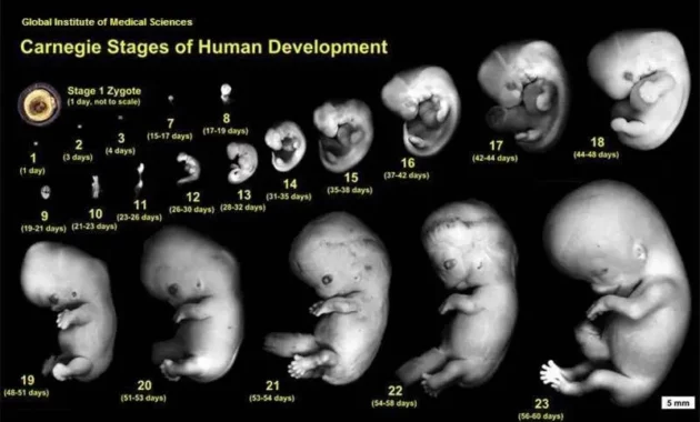 Membahas Proses Perkembangan Embrio menjadi Janin: Keajaiban Pembentukan Hidup Manusia