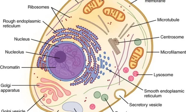 Memahami Struktur Sel Hewan: Bangunan Mikrokosmos Kehidupan