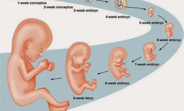 Memahami Proses Fertilisasi hingga Kehamilan: Perjalanan Keajaiban Kehidupan