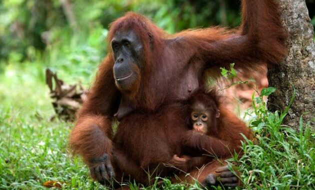 Dampak Negatif Jika Kita Tidak Menjaga Flora dan Fauna