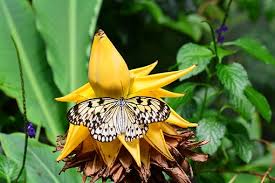 Upaya untuk Melestarikan Keanekaragaman Hayati Flora dan Fauna: Menjaga Warisan Alam Indonesia