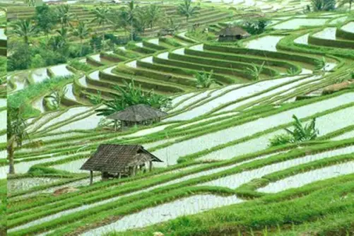 Pendekatan Kelingkungan (Ecological Approach) dalam Geografi